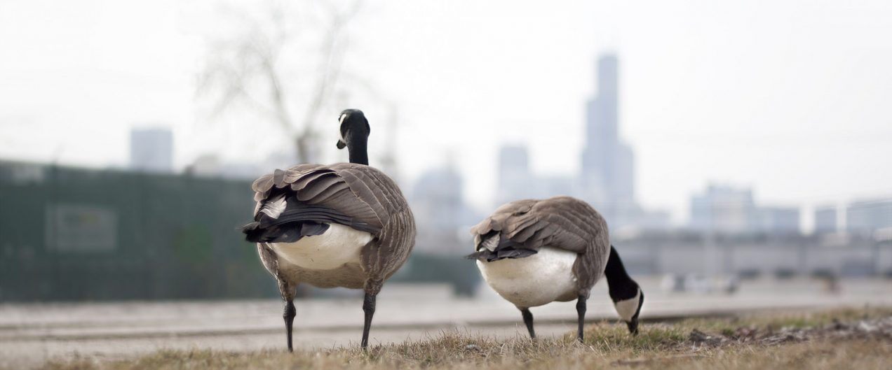 geese in chicago